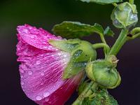 Regentropfen auf pink Malvenblüte mit Knospen